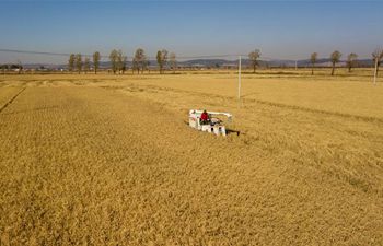 Farmers harvest paddy rice in field in northeast China