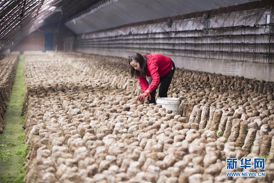 （在习近平新时代中国特色社会主义思想指引下——新时代新作为新篇章·习近平总书记关切事·图文互动）（3）希望的田野，希望的春天——各地农业生产新动态扫描