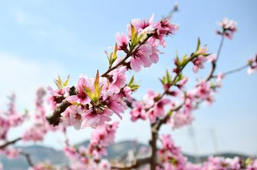 山东济南：万亩桃花笑春风