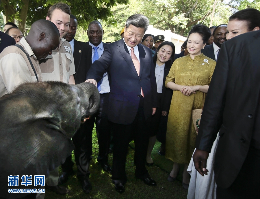 12月2日，国家主席习近平在津巴布韦考察野生动物救助基地。在基地负责人陪同下，习近平和夫人彭丽媛察看了基地救助的野生动物，并给大象、长颈鹿递喂水果、树叶。新华社记者 兰红光 摄 